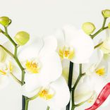 Маленькое фото 4: Орхидея белая