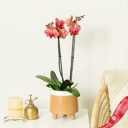 Фото 3: Орхидея оранжевая
