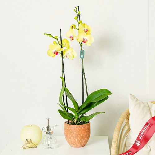 Фото 2: Орхидея желтая