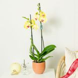 Маленькое фото 2: Орхидея желтая