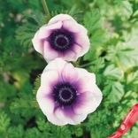 Маленькое фото 3: Анемон Пастель Вайолет (Pastel Violet)