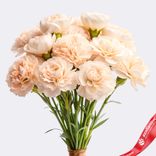 Маленькое фото 1: Букет из 10 гвоздик кремовых, Диантус, Голландия