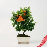 Маленькое фото 3: Бонсай Пираканта 7-летняя