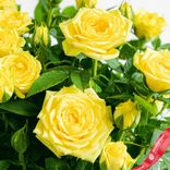 Маленькое фото 3: Роза Патио Джувел желтая