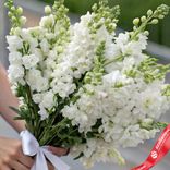 Маленькое фото 3: Букет из 15 белых дельфиниумов с белой лентой