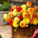 Маленькое фото 2: Георгин Санни Микс (Sunny Mix)