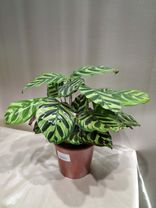 Фото флориста 1: Калатея Дотти