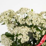 Маленькое фото 4: Бонсай Пираканта 7-летняя