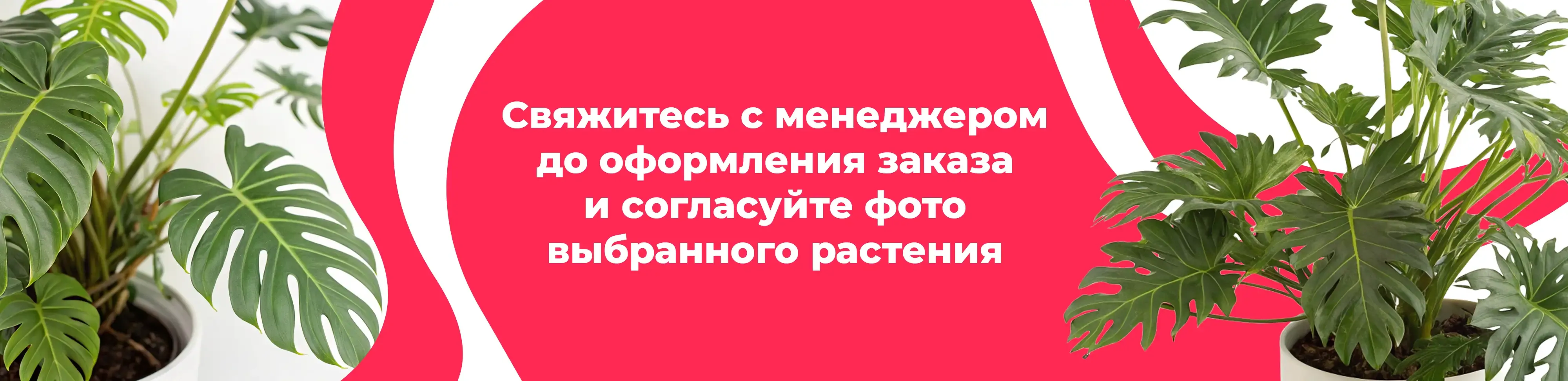 Баннер для рубрики: Филодендроны