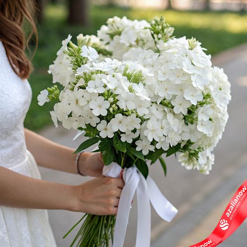 Букет из 35 белых флоксов с белой лентой