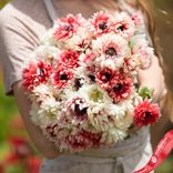 Маленькое фото 2: Анемон Элизабетс Микс (Elizabeth's Mix)