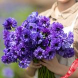 Маленькое фото 2: Анемон Фулстар Блю (Fullstar Blue)