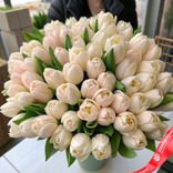 Маленькое фото 1: Букет из 55 пионовидных бежевых тюльпанов, Голландия