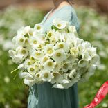Маленькое фото 1: Анемон Альбино (Albino)