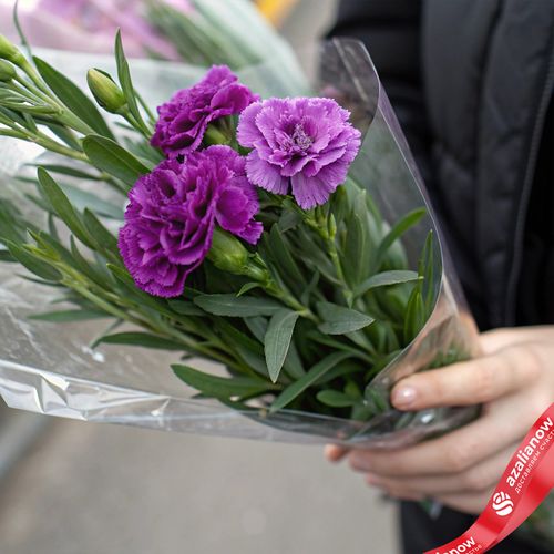 Букет из 3 фиолетовых гвоздик с зеленью в пленке, Диантус, Голландия
