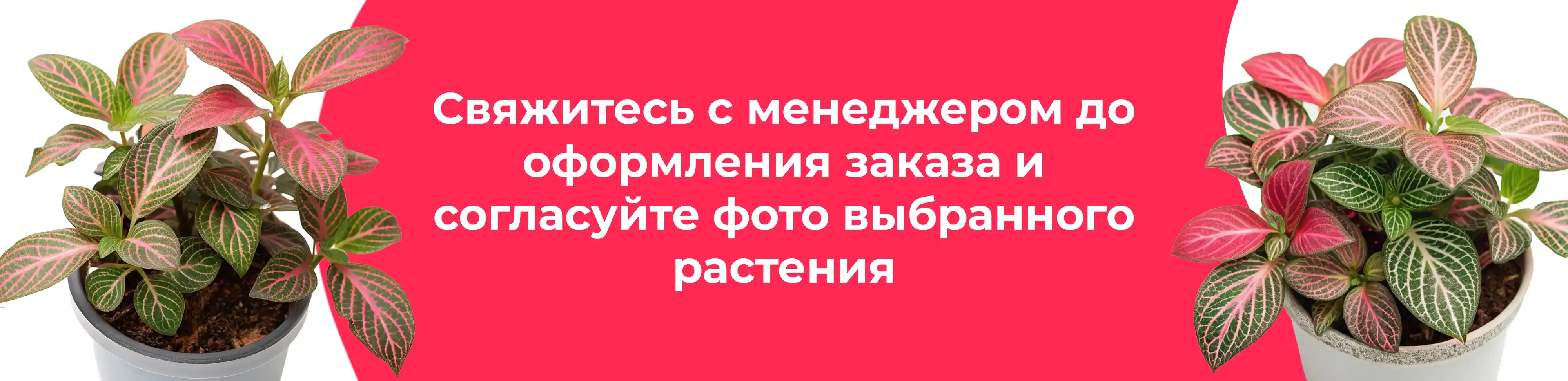 Баннер для рубрики: Фиттония микс размеры