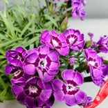 Маленькое фото 5: Гвоздика «Микс» для высадки в грунт, D9 см