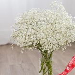 Маленькое фото 2: 5 белых гипсофил, Голландия