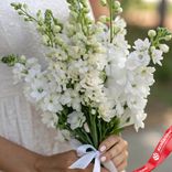 Маленькое фото 2: Букет из 9 белых дельфиниумов с белой лентой