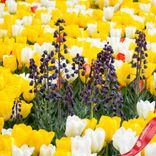 Маленькое фото 2: Рябчик персидский (Fritillaria Persica)