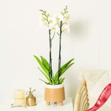 Маленькое фото 1: Орхидея белая