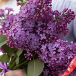 Маленькое фото 3: Акция! Букет из сирени M