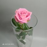 Фото флориста 6: Роза розовая, Кения, 40см