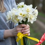 Маленькое фото 1: Букет из 9 белых нарциссов с желтой лентой