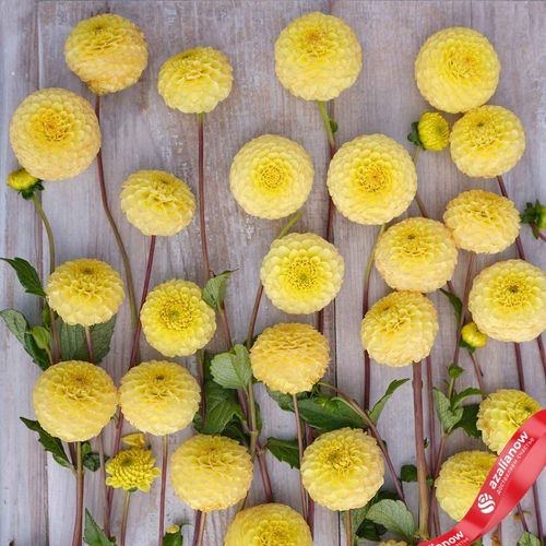 Фото 3: Георгин Помпон Баттеркап (Pompon Buttercup)
