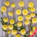 Маленькое фото 3: Георгин Помпон Баттеркап (Pompon Buttercup)