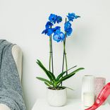 Маленькое фото 2: Орхидея голубая
