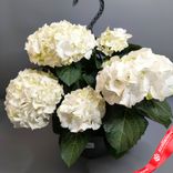 Маленькое фото 3: Гидрангея «Микс» подвесная, D27/40 см