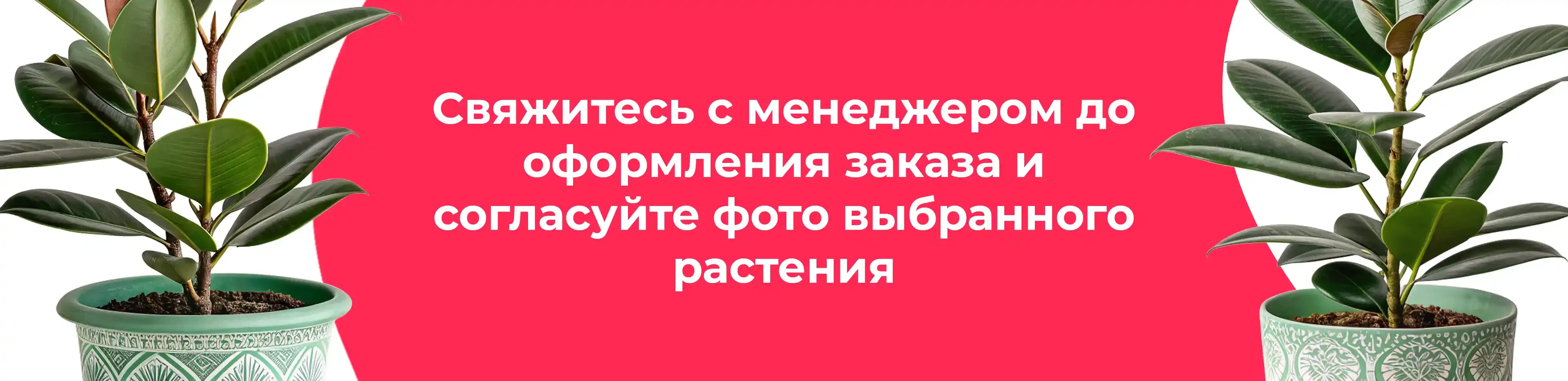 Баннер для рубрики: Фикусы микс