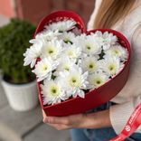 Маленькое фото 1: Композиция из 11 белых кустовых хризантем в коробке "Цветочное сердце"