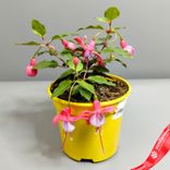 Маленькое фото 2: Фуксия «Микс» для высадки в грунт, D11 см