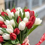 Маленькое фото 3: 51 красный и белый тюльпан, Россия