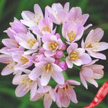 Маленькое фото 1: Аллиум Смол Розеум (Small Roseum)