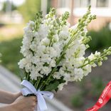 Маленькое фото 2: Букет из 11 белых дельфиниумов с белой лентой
