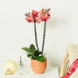 Маленькое фото 1: Орхидея оранжевая