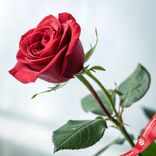 Маленькое фото 2: Роза красная, Кения, 40см