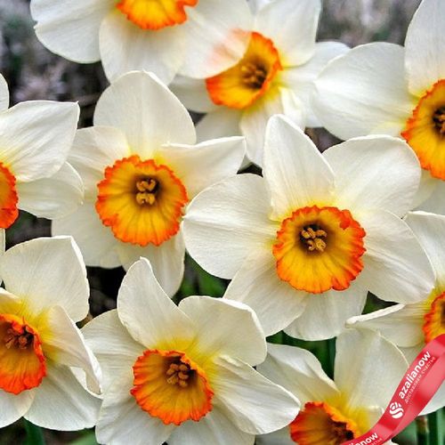Фото 3: Нарцисс Лардж Каппед Флауэр Рекорд (Large Cupped Flower Record)