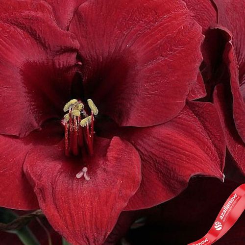 Фото 3: Амариллис Рэд Вакс и Ред Блумс (Red Wax with Red Blooms)