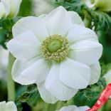 Маленькое фото 3: Анемон Альбино (Albino)