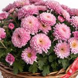 Маленькое фото 3: Букет из 51 хризантемы кустовой розовой в корзине, Голландия