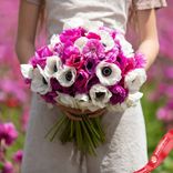 Маленькое фото 1: Анемон Эйделейнс Микс (Adelines Mix)