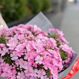 Маленькое фото 3: Букет из 19 розовых флоксов в серой пленке