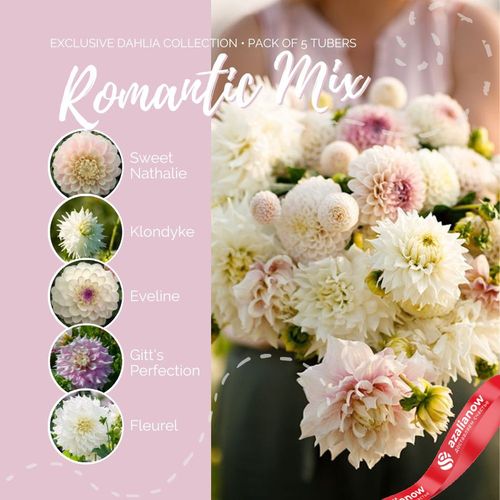 Фото 3: Георгин Романтик Микс (Romantic Mix)