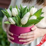 Маленькое фото 1: Букет из 9 белых тюльпанов с зеленью в малиновой коробке, Россия