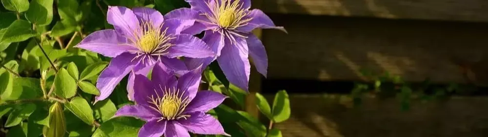 клематис саженцы 
