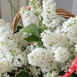 Маленькое фото 3: Корзина с белой сиренью ХL